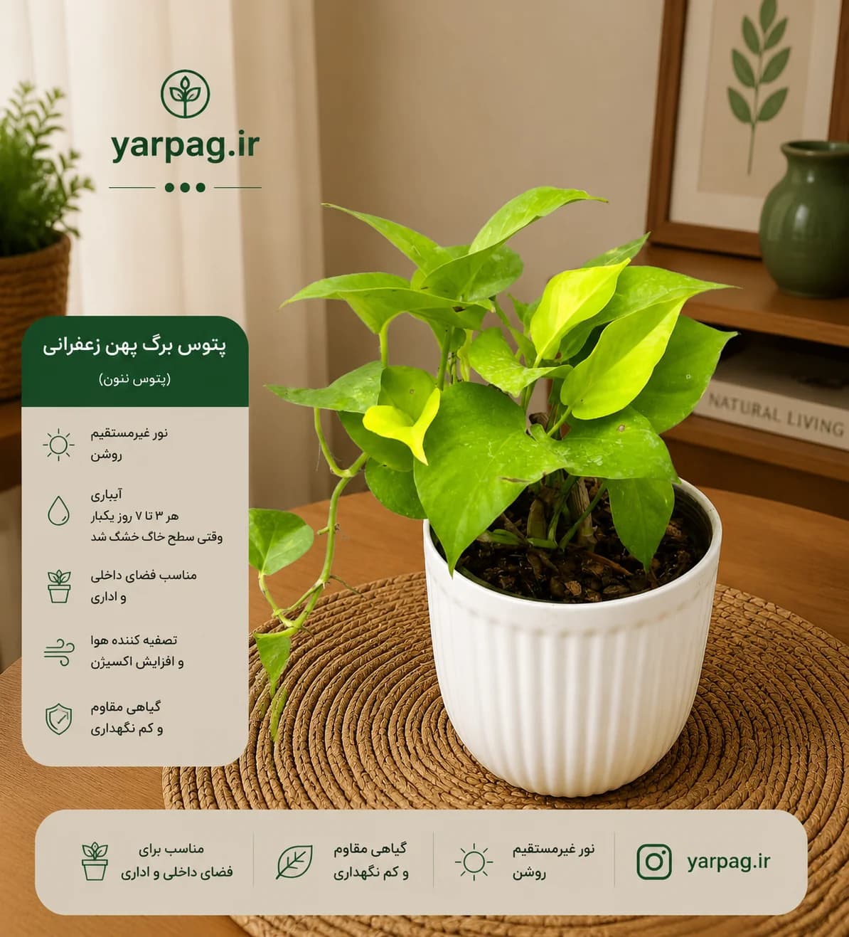 پتوس برگ پهن (نئونی)