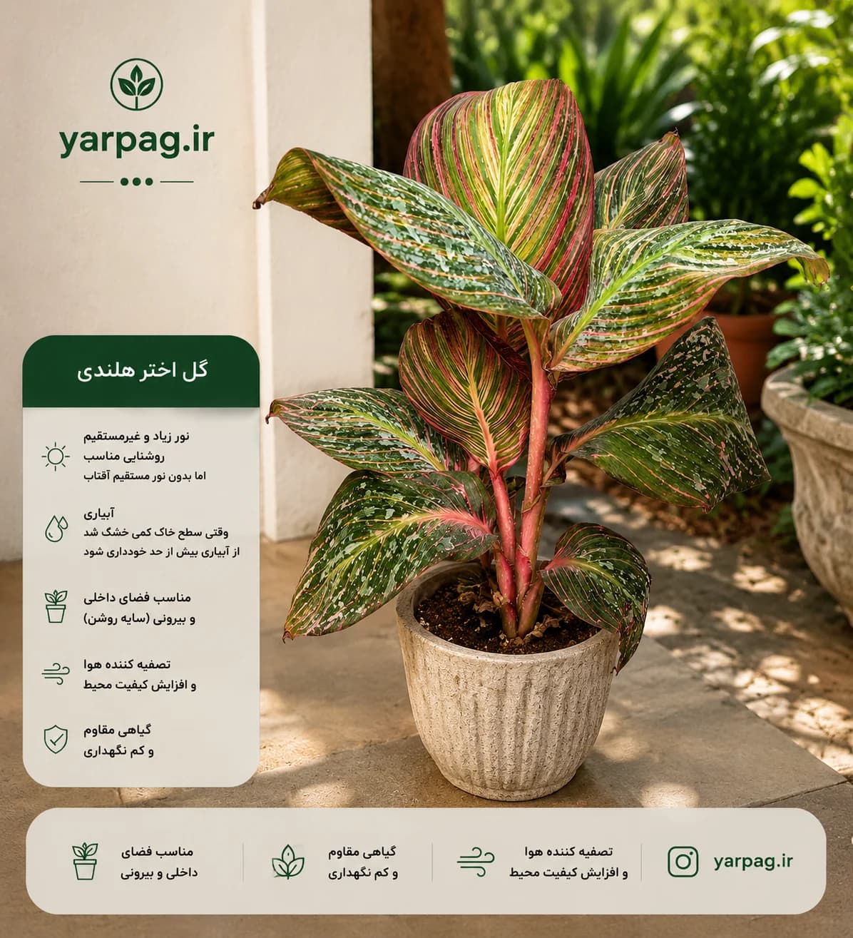 اختر هلندی قرمز (با گلهای نارنجی)