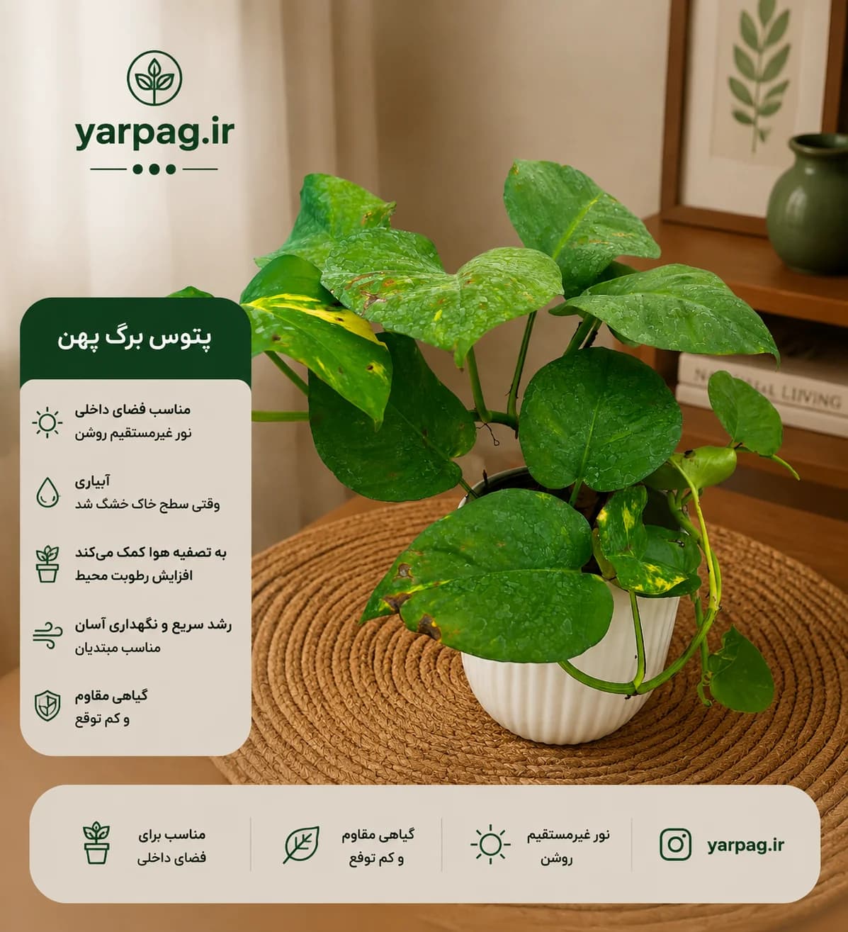 گیاه پتوس برگ پهن (ابلق)