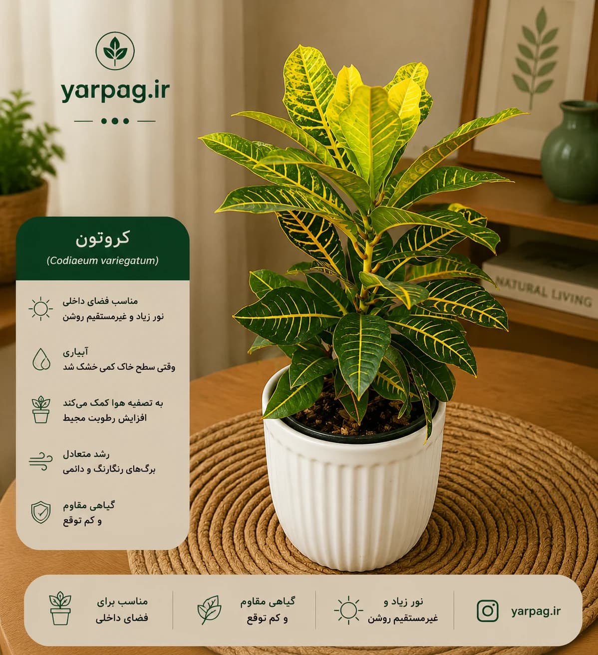 گیاه کروتن (تک رنگ)