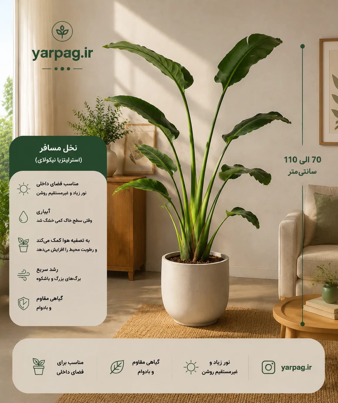 نخل نیکولای {یه انتخاب مدرن}