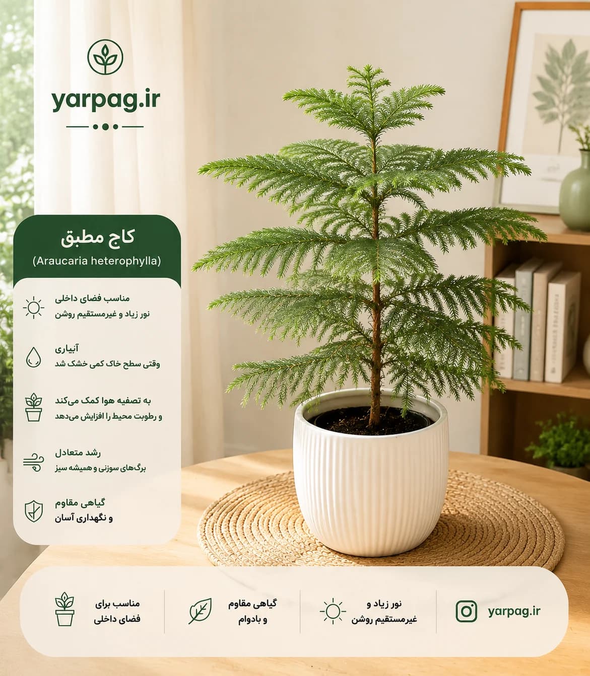 کاج مطبق (انتخاب همیشگی)