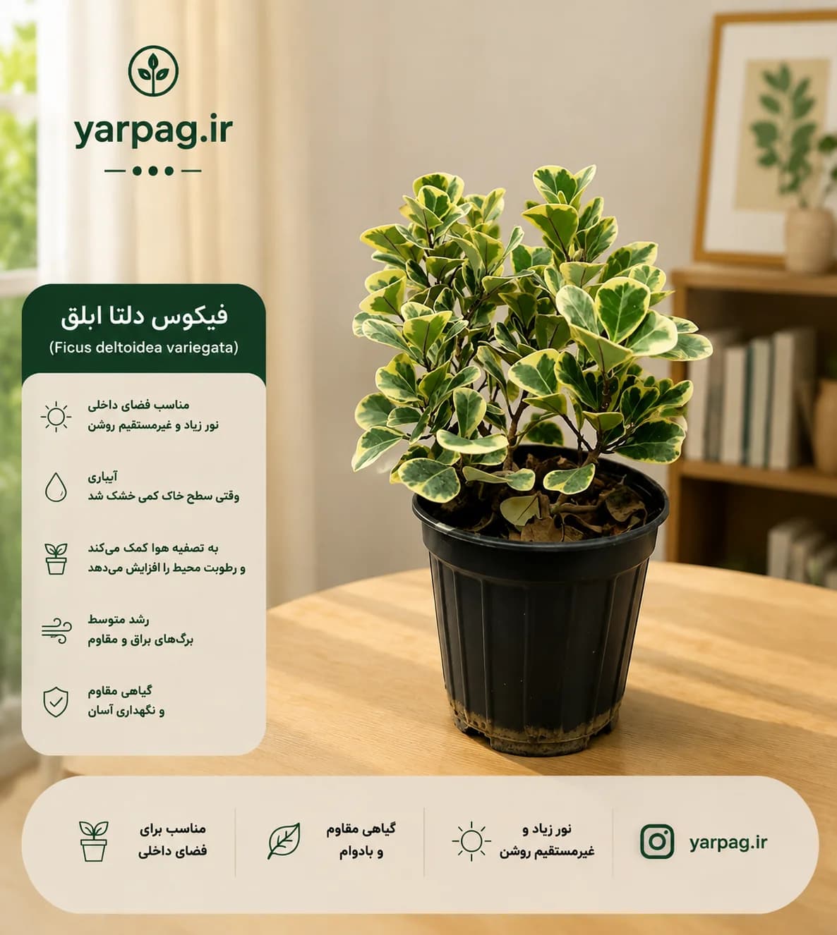 فیکوس دلتای ابلق