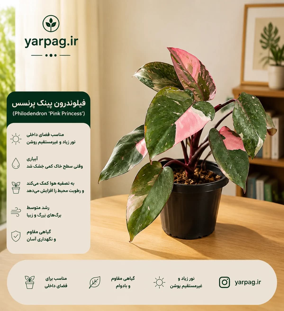 فیلودندرون پینک پرنسس سایز گلدان 12
