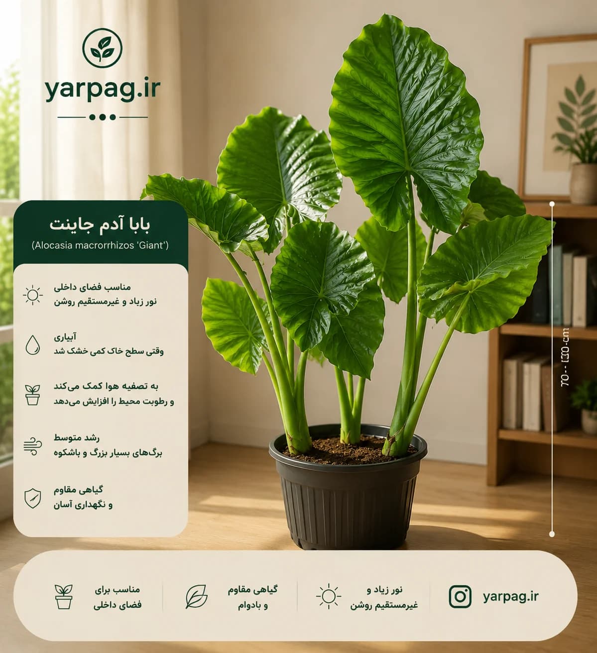 بابا آدم جاینت سبز