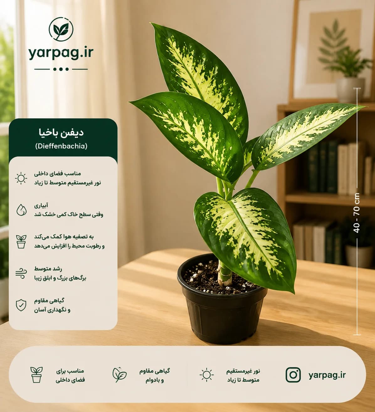 دیفن باخیا بزرگ