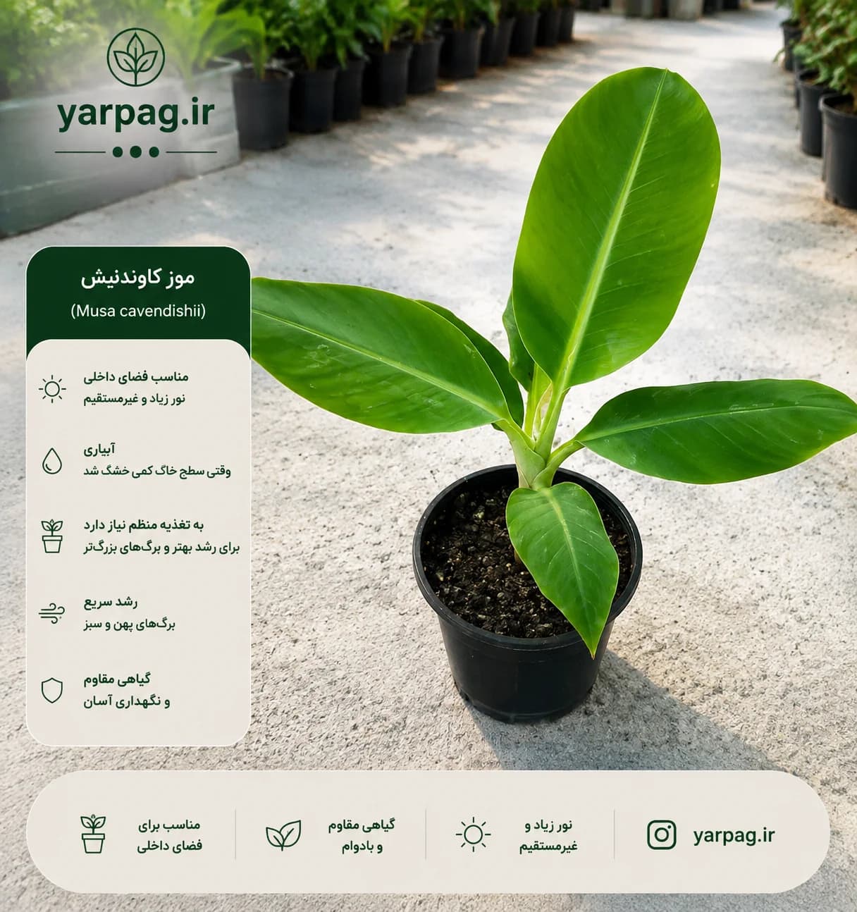 موز پاکوتاه یا کاوندیش