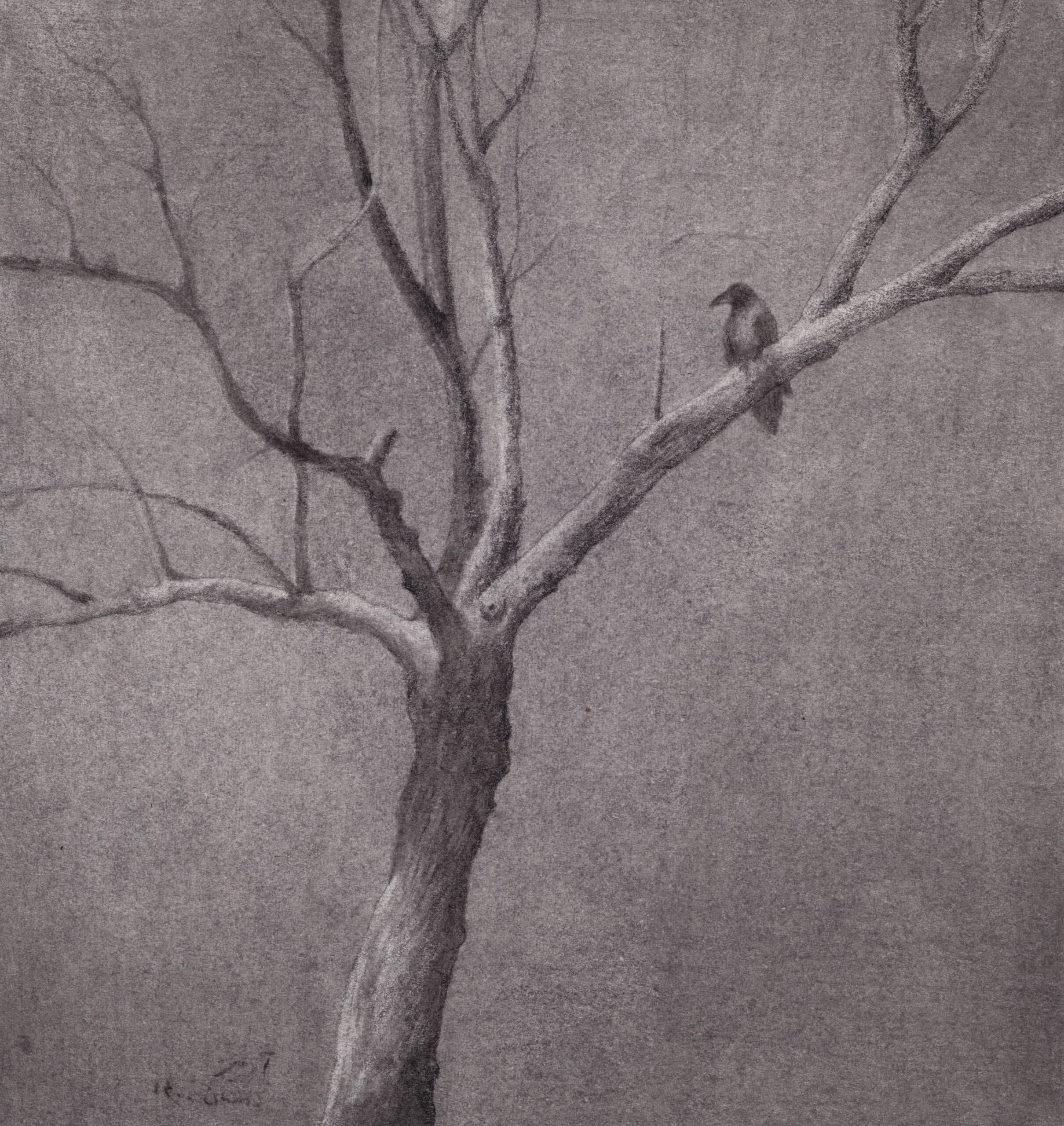 Crow On the Tree