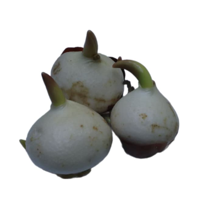 پیاز لاله هلندی
