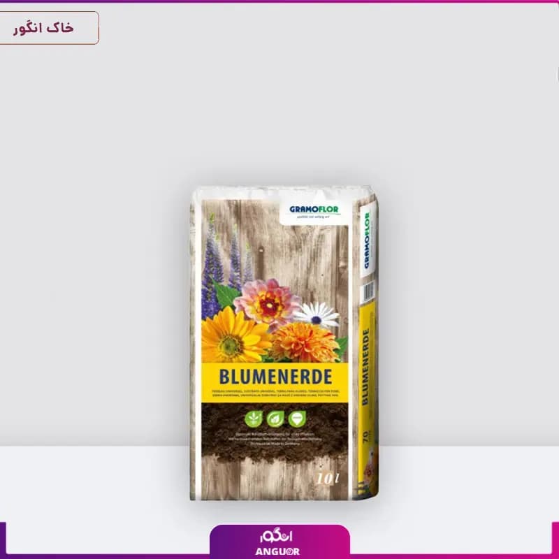 خاک بنفشه آفریقایی — تصویر ۳