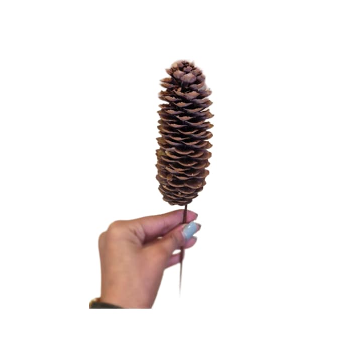 شاخه کاج — تصویر ۲