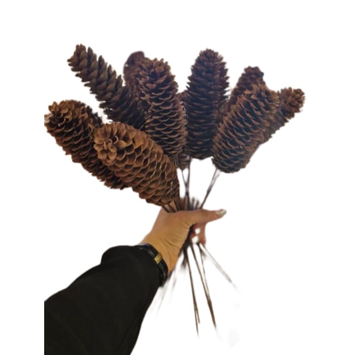 شاخه کاج