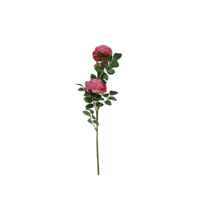 شاخه پیونی — تصویر ۲