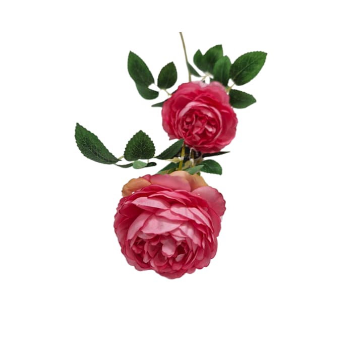 شاخه پیونی — تصویر ۶