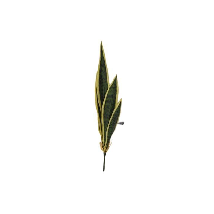 بوته سانسوریا — تصویر ۳