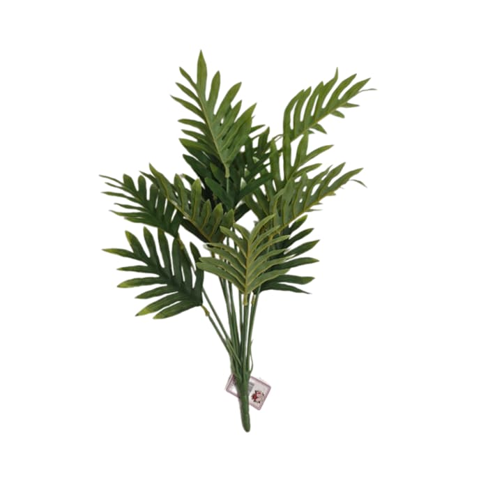 بوته برگ کنتیا