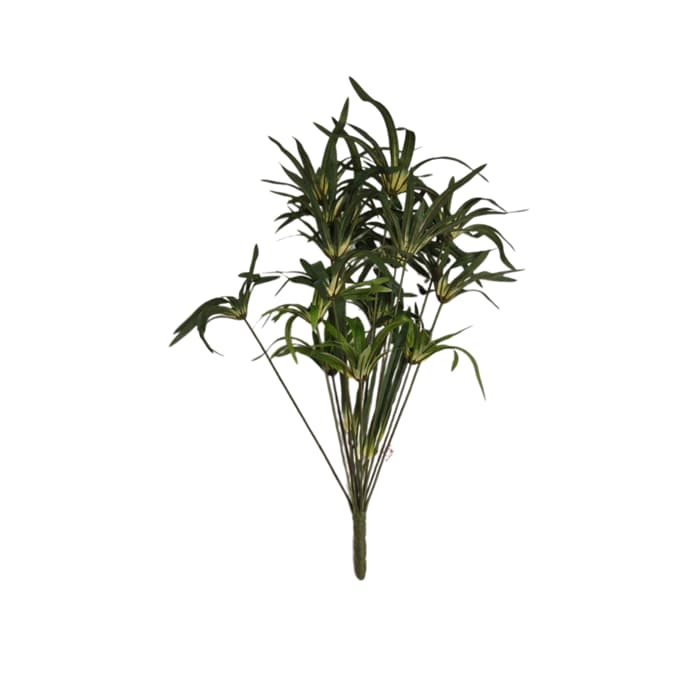 بوته مرداب