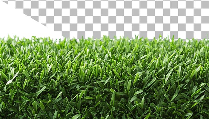تصویر دوربری شده چمن طبیعی با کیفیت بالا | فایل PNG چمن بدون پس زمینه برای طراحی فضای سبز