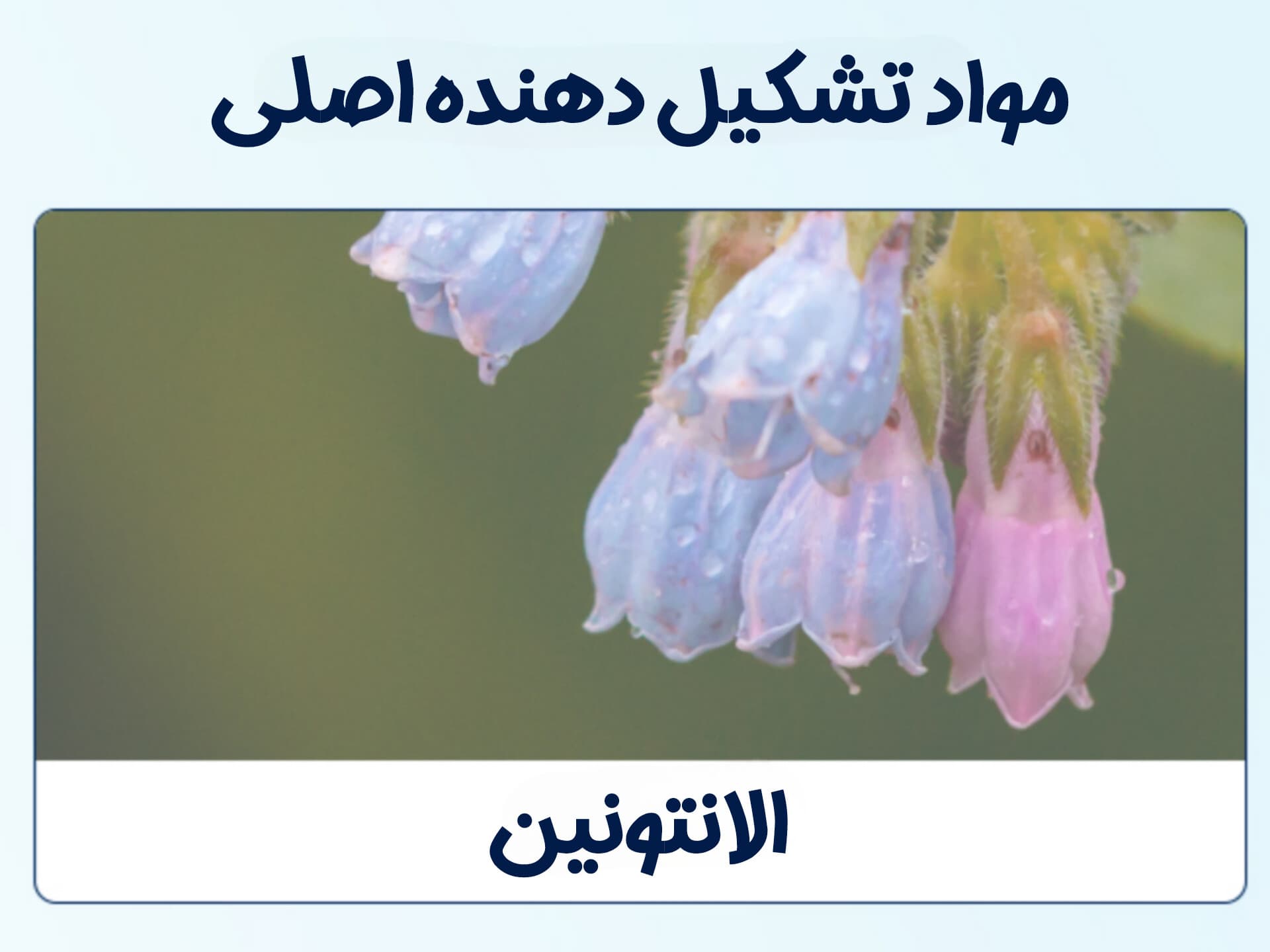 کرم آبرسان توریدن — تصویر ۷