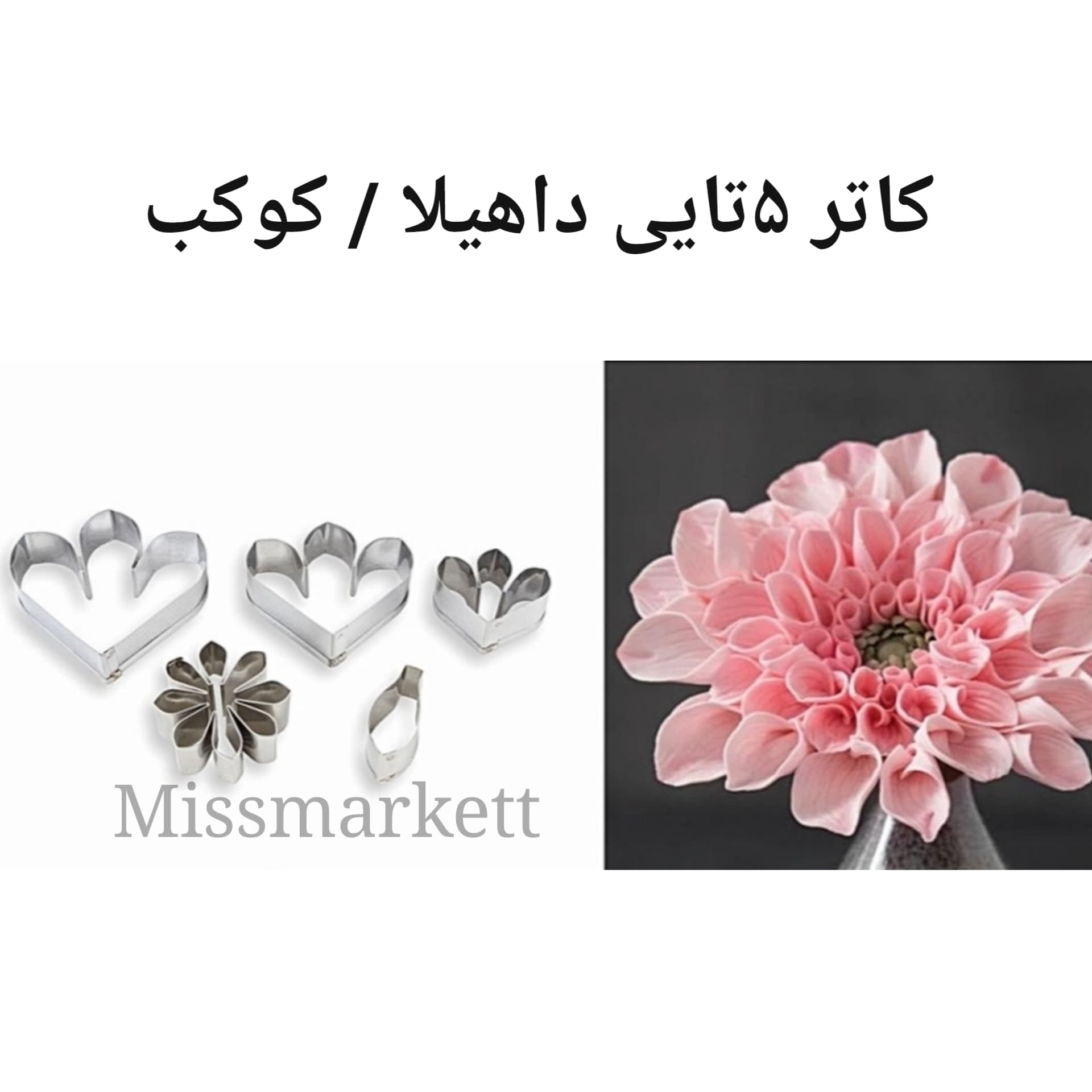 کاتر و وینر گل کوکب / داهیلا /آفتابگردون /کوکب — تصویر ۲