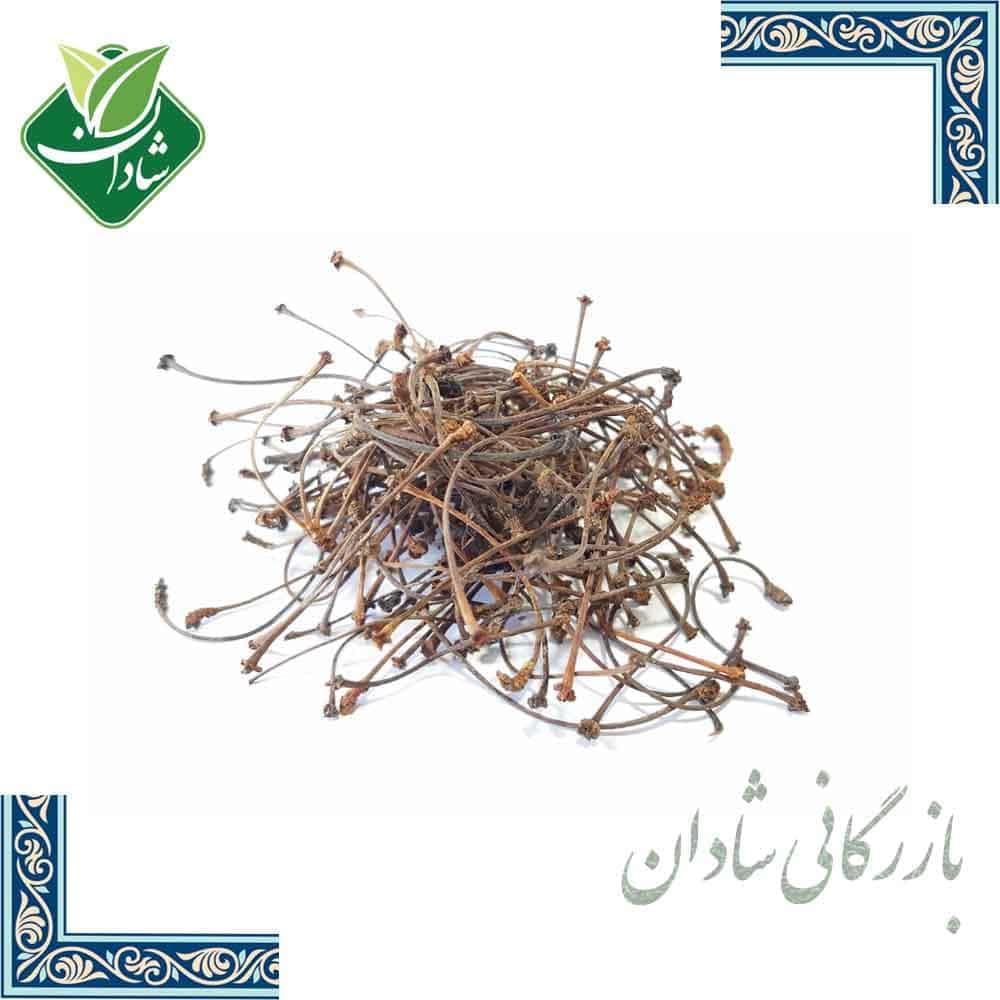 دم گیلاس 10 گرمی