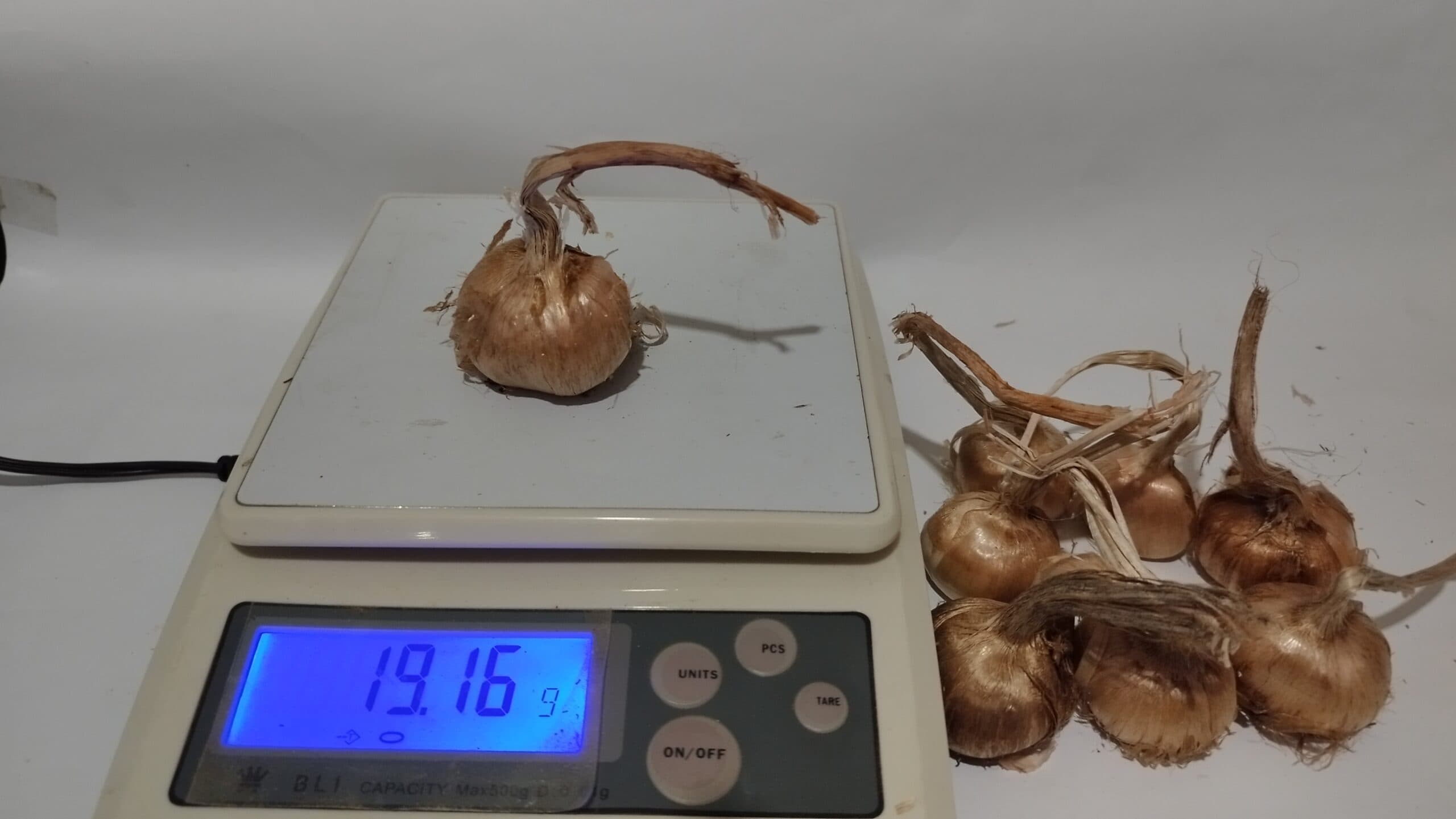 پیاز زعفران گلخانه ای بالای 15 گرم 1 کیلویی — تصویر ۳