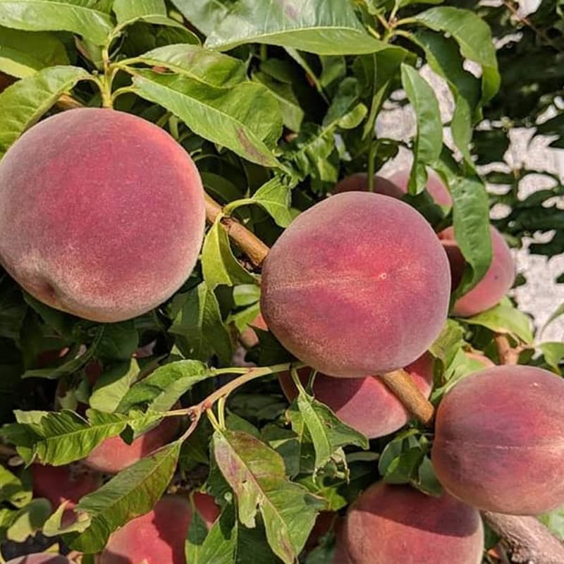 هلو ماریا دلیزیا (Maria Delizia)