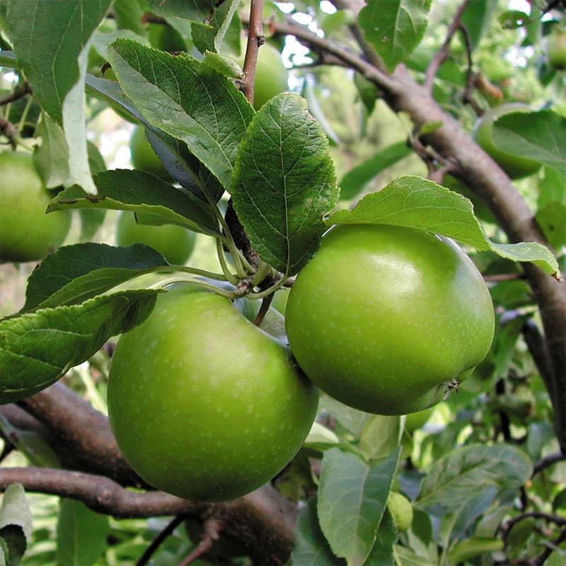 سیب گرانی اسمیت (GranyySmith)