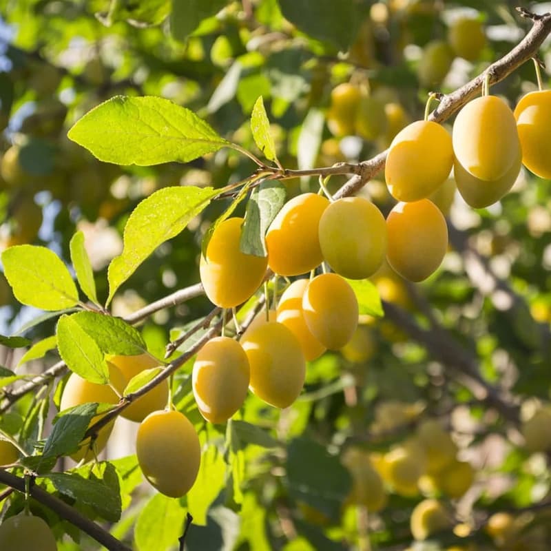 نهال آلو زرد گوگان