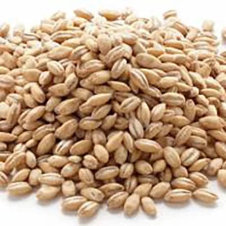 دانه گندم مرغوب و درشت تقویت معده و درمان کم خونی دارالشفاء