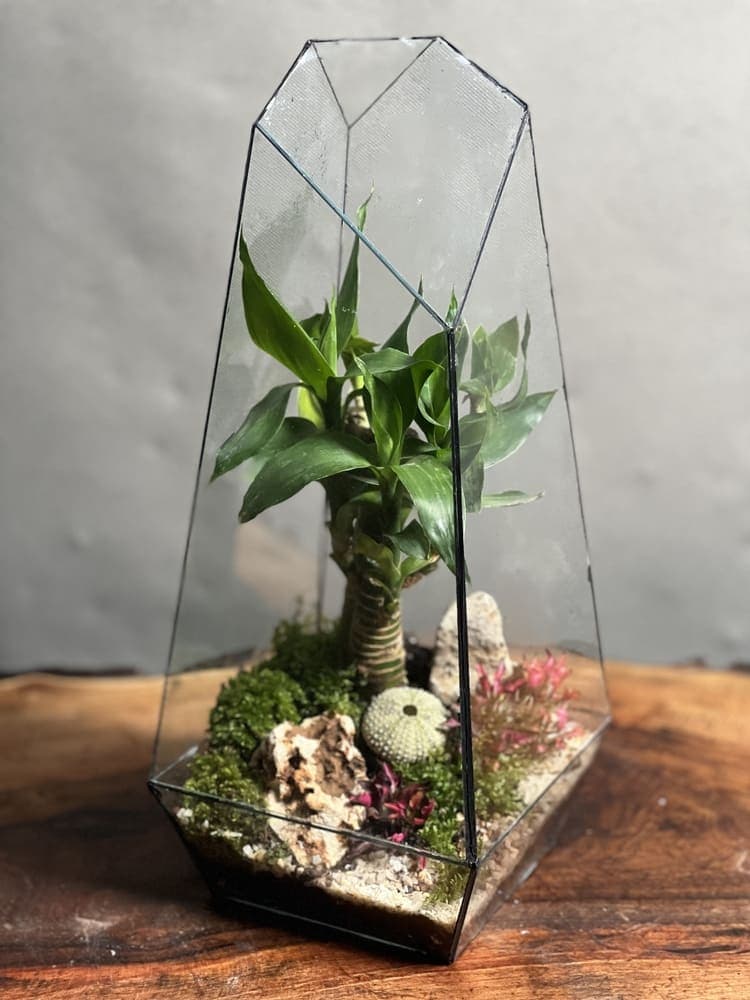 تراریوم لوتوس بامبو طرح طبیعت 35 Cm — تصویر ۲