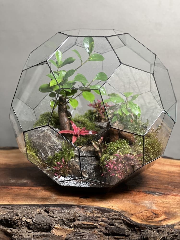 تراریوم لاکچری بنسای فیکوس طرح توپ سبز 40 Cm — تصویر ۲