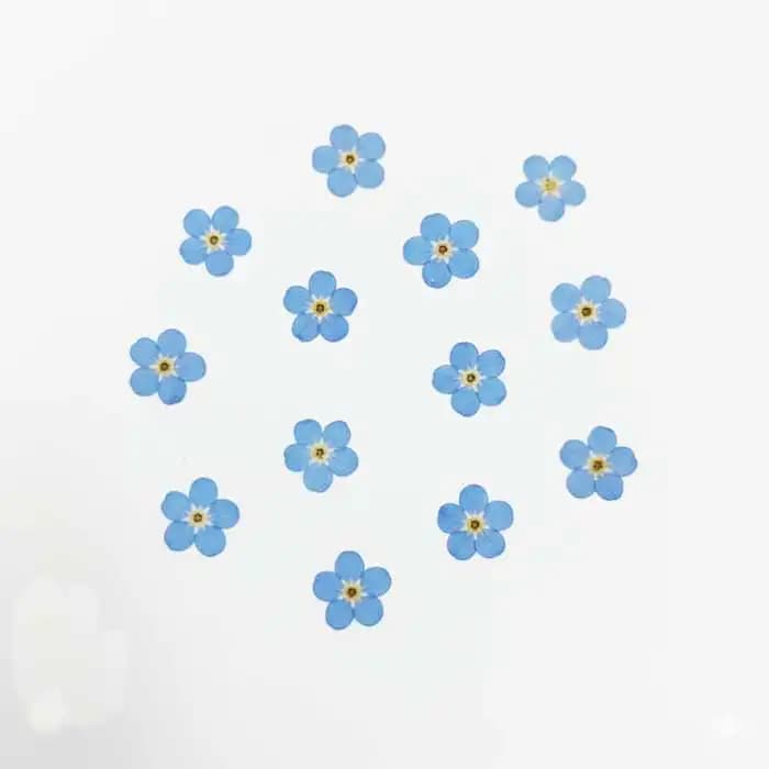 گل خشک فراموشم نکن بسته 10 عددی