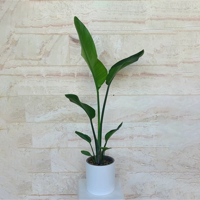 گیاه پرنده بهشتی نیکولای