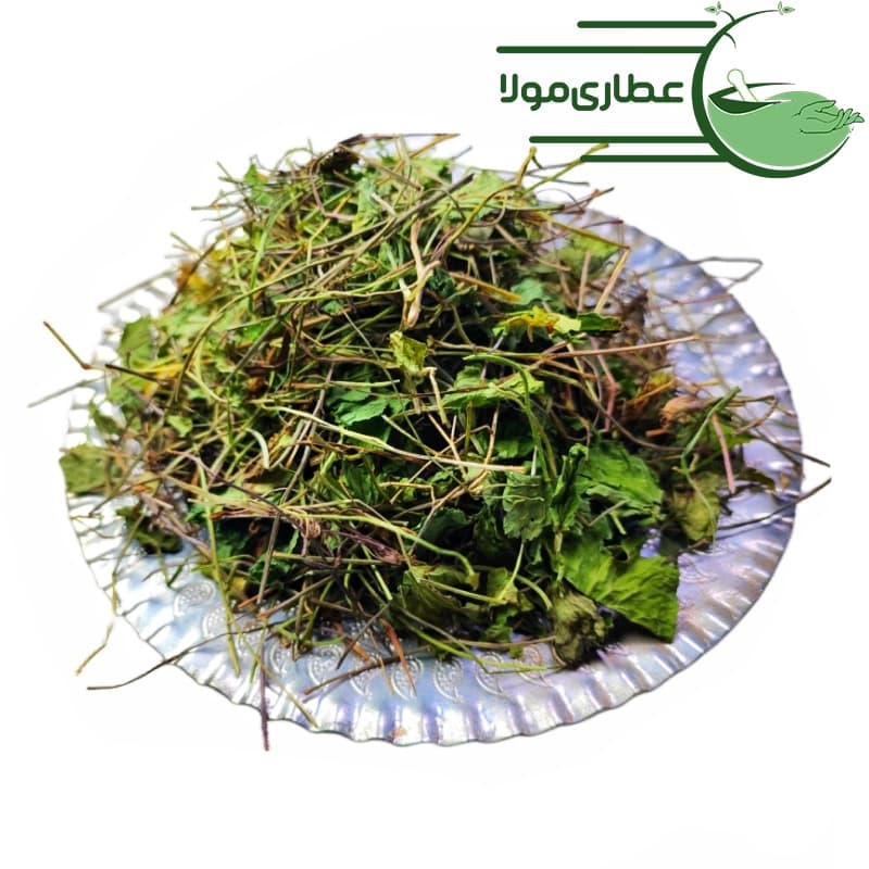 براهمی آب بشقابی — تصویر ۳
