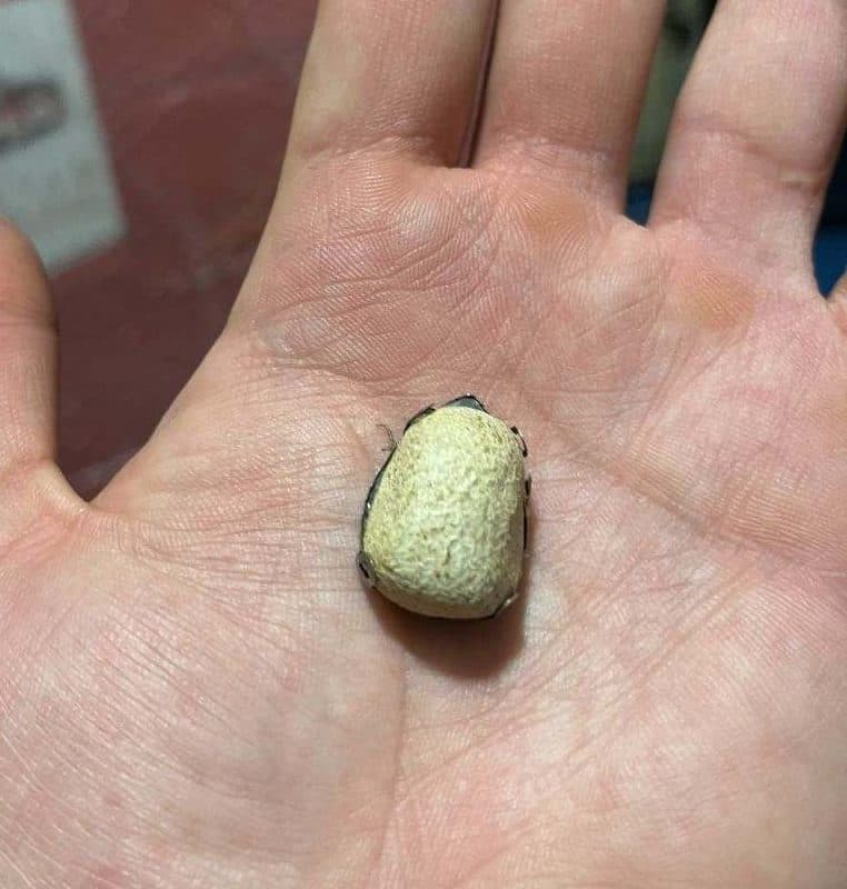 خرمهره اصلی و طبیعی با ضمانتمامه کتبی و دعای فعالسازی — تصویر ۳