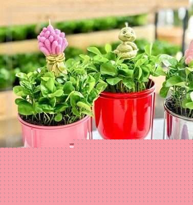ارسال گل طبیعی برای مطب دکتر شهروز یزدانی در تهران
