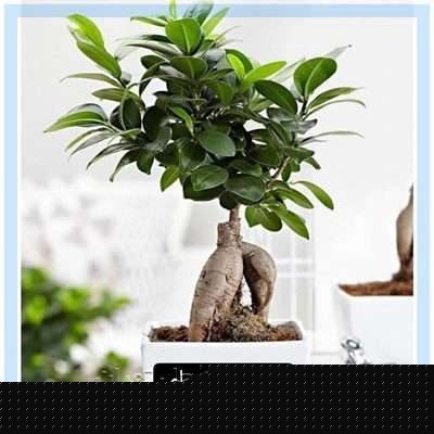 ارسال گل طبیعی برای مطب دکتر رضا قادری تهران