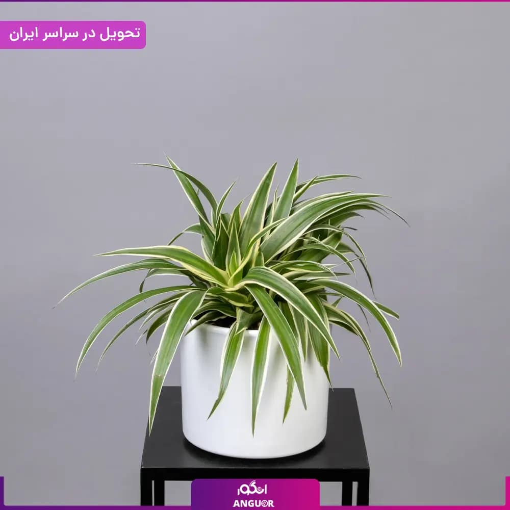 گلدان گندمی