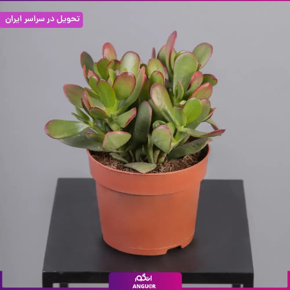 گلدان کراسولا یشم — تصویر ۳