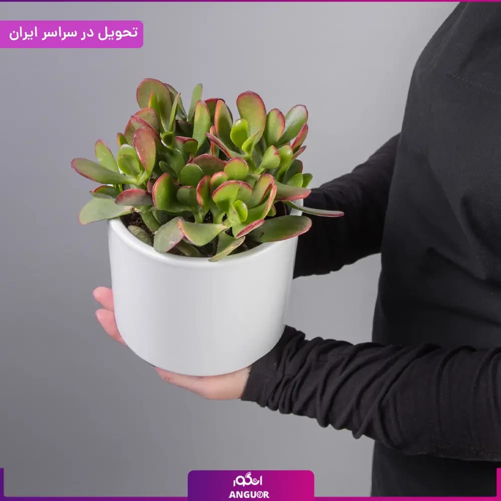 گلدان کراسولا یشم — تصویر ۲
