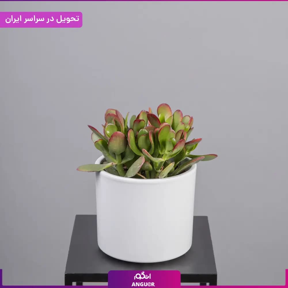 گلدان کراسولا یشم