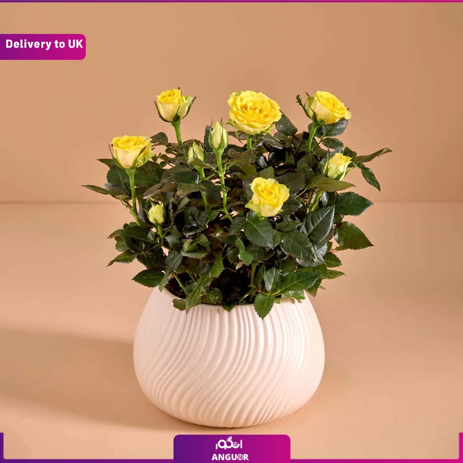 Yellow Rose Real Plant (Delivery to UK)