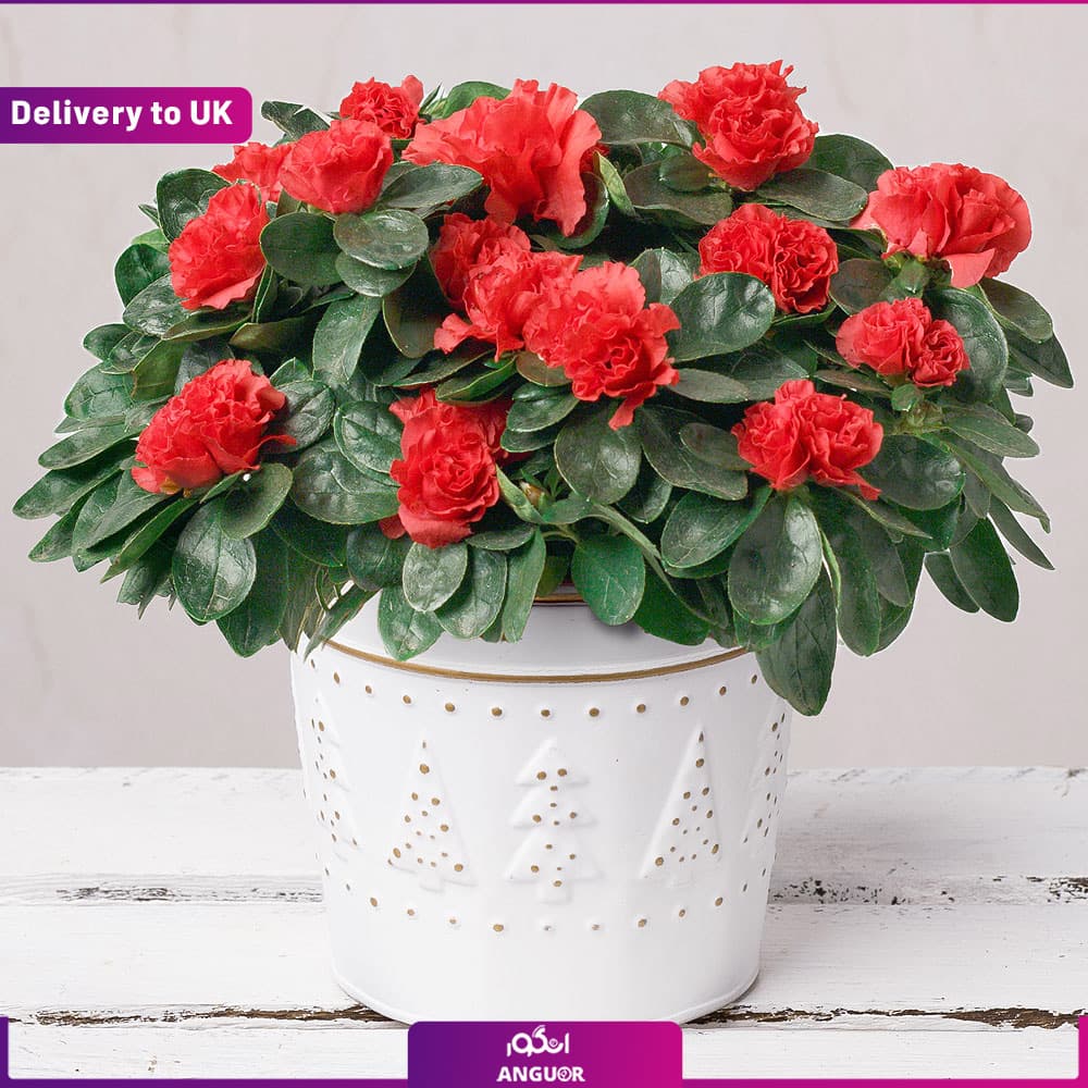 Red Azalea (Delivery to UK)