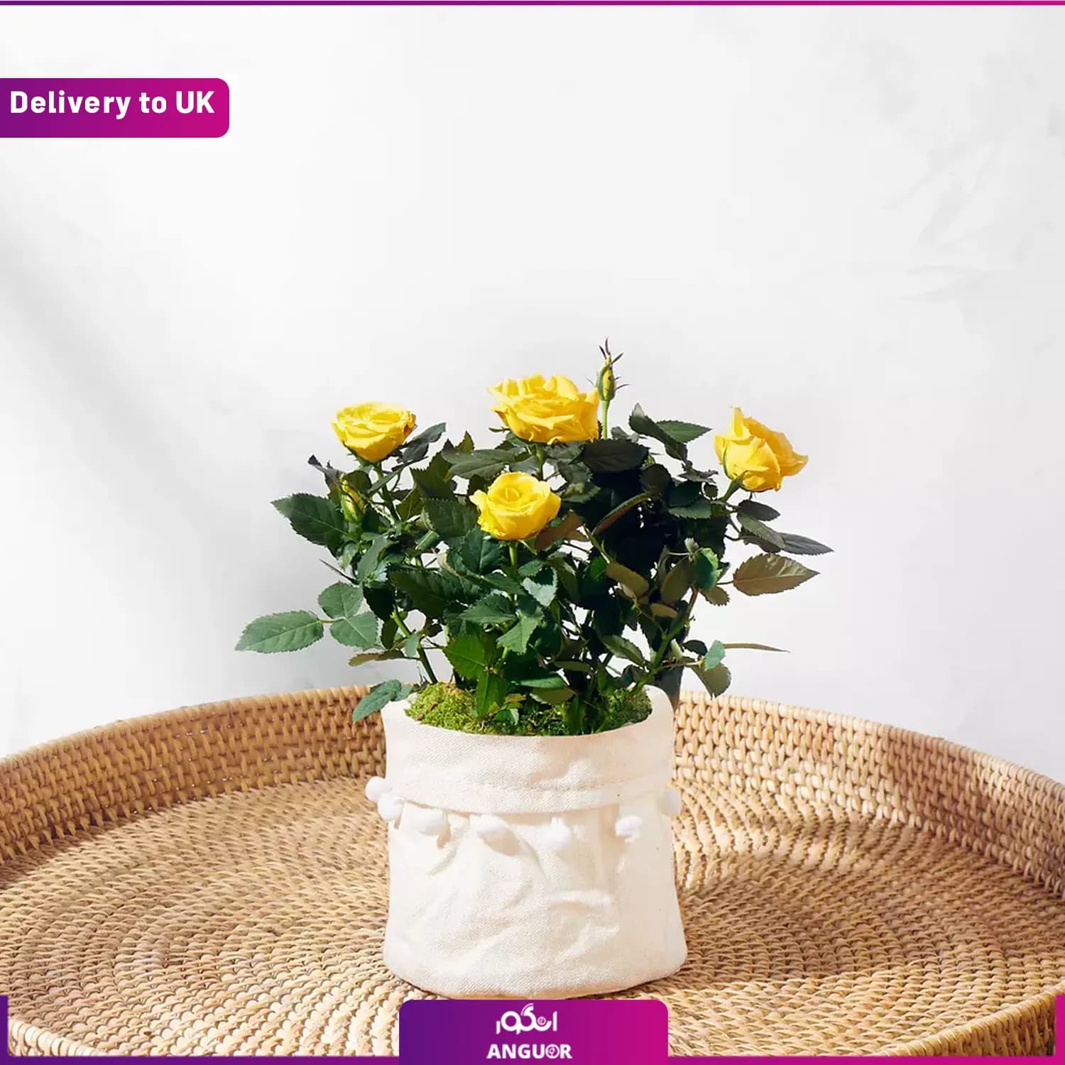 The Yellow Rose (Delivery to UK)