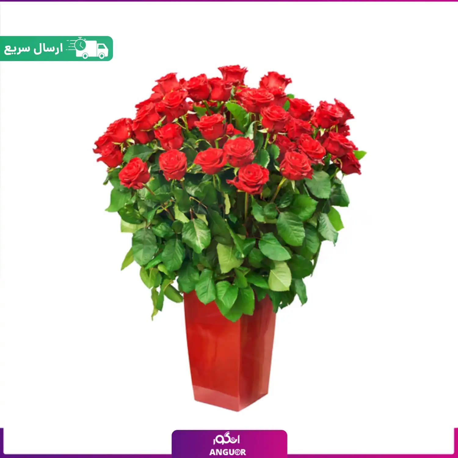 باکس گل 70 شاخه رز قرمز ممتاز (رز هلندی)