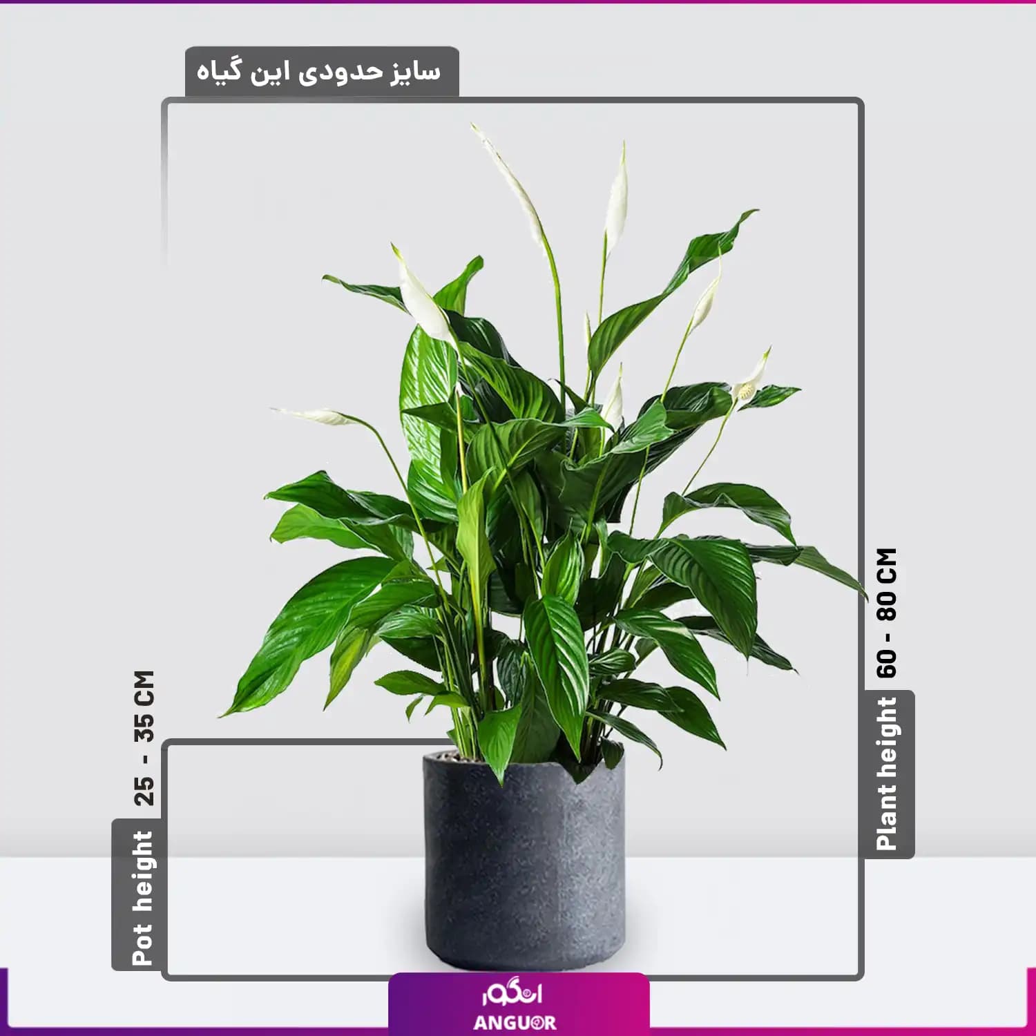 گلدان آپارتمانی اسپاتی فیلوم — تصویر ۲