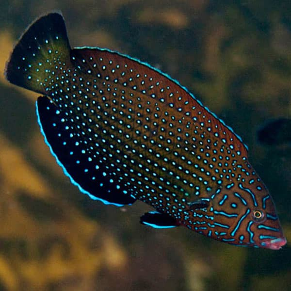 راس تامارین خال آبی – Bluespotted Wrasse