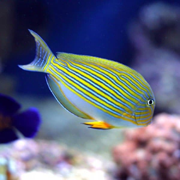 جراح ماهی دلقک هندی – Clown Tang
