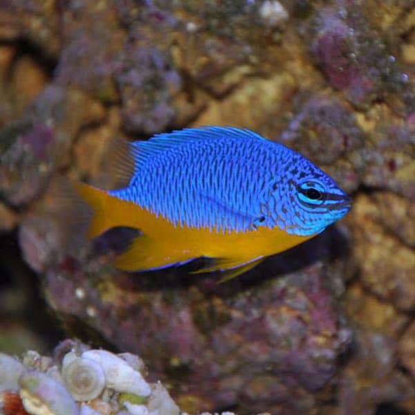 دامسل شکم زرد – Azure Damselfish